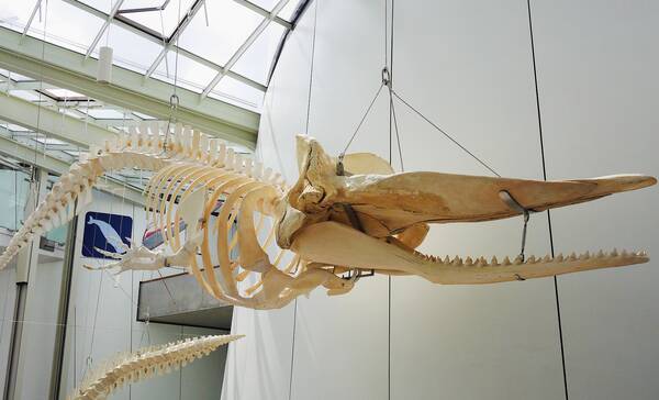 walvisvaartmuseum, Sandefjord