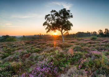 New Forest Nationaal Park