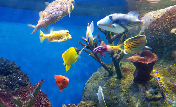 marine aquarium, Plymouth