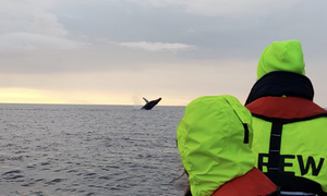 Reykjavik Whale Watching