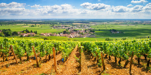 Wijngaarden bij Beane, Frankrijk