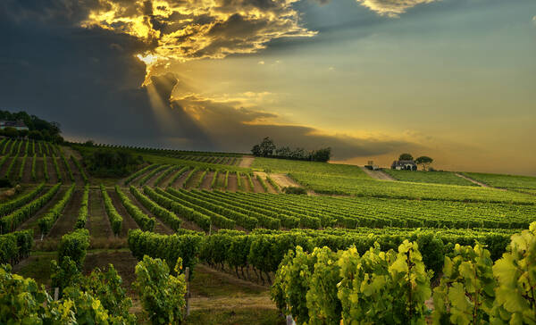Bergerac omgeving wijngaarden