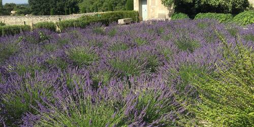 Lavendelveld, Frankrijk