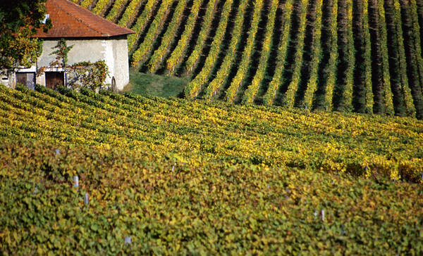 Chambery wijngaarden