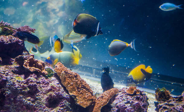 Aquarium La Rochelle 