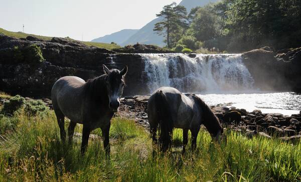 Connemara Ponies, Ierland