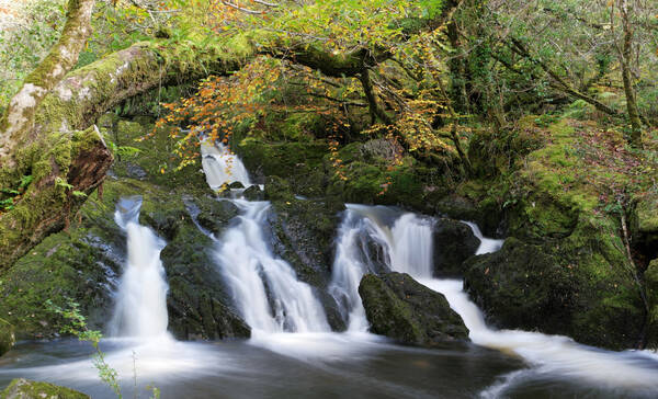 Natuurreservaat bezienswaardigheid Glengarriff, Ierland