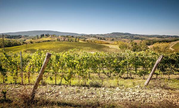 Wijngaarden vlak buiten Montalcino