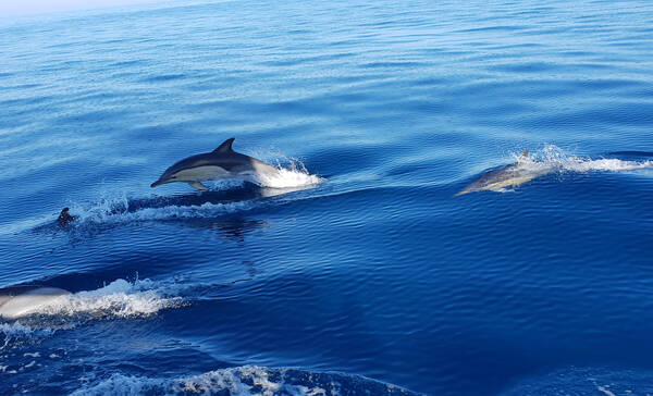 Dolfijnen spotten, Sagres