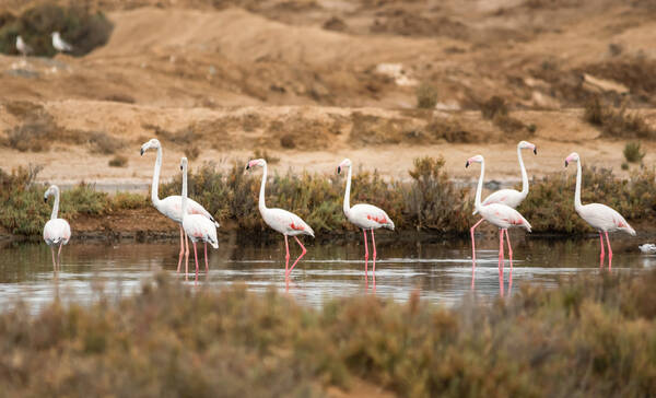 Flamingos in natuurpark Ria Farmosa, Portugal