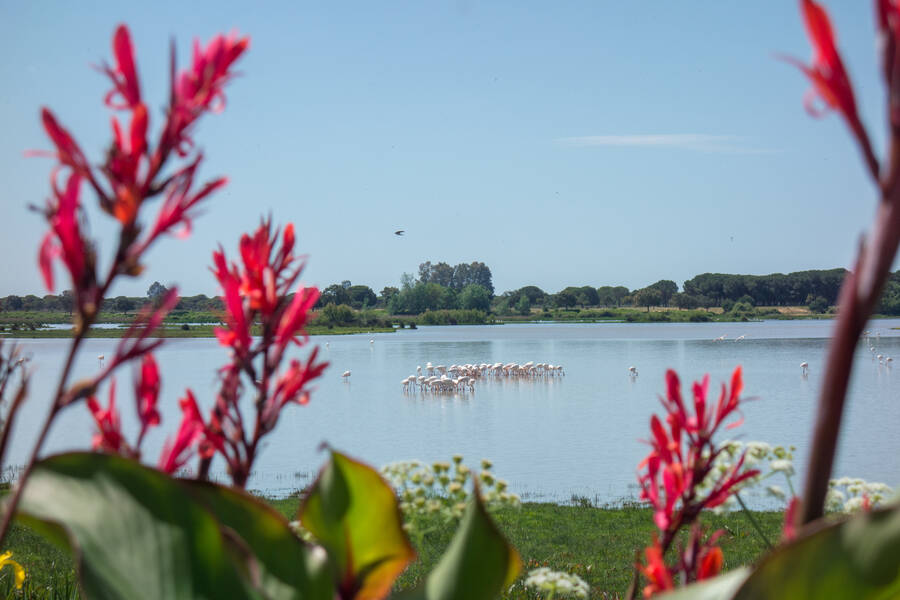 Flamingo`s dichtbij El Rocío