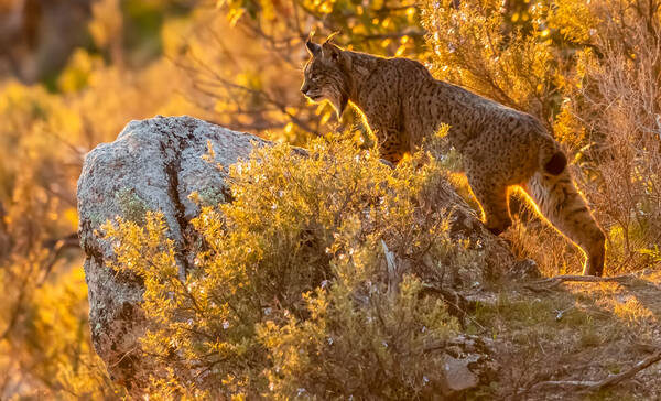 Lynxen Sierra de Andújar