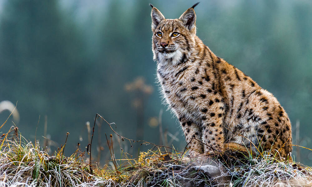 Lynx, Duitsland