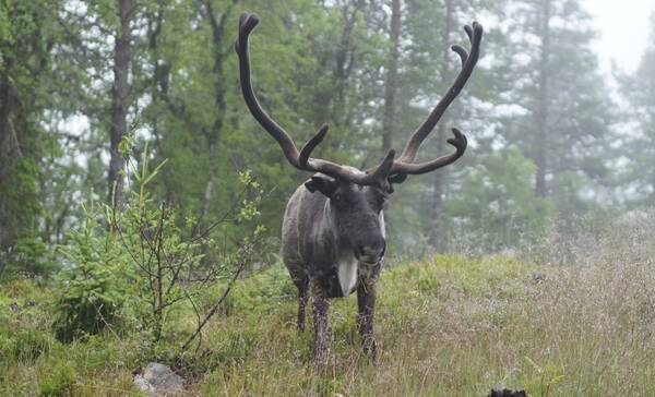 Natuurreservaat Zweden